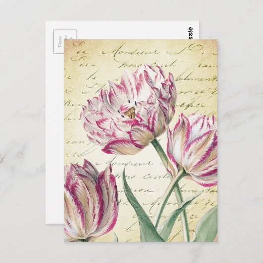 Botanische roze en witte Tulp Illustratie Briefkaart (Voorkant / Achterkant)
