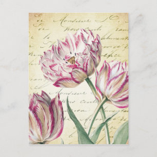 Botanische roze en witte Tulp Illustratie Briefkaart