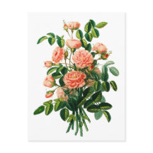 Botanische roze Peony Bokeh
