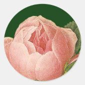 Botanische roze Roos Sticker (Voorkant)
