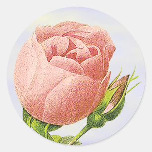 Botanische roze Rosebud Sticker