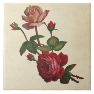  botanische Rozen Tegeltje