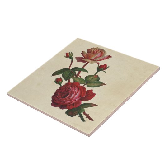  botanische Rozen Tegeltje (Zijkant)