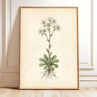 Botanische Saxifrage Kunstgalerie Muurprint Poster