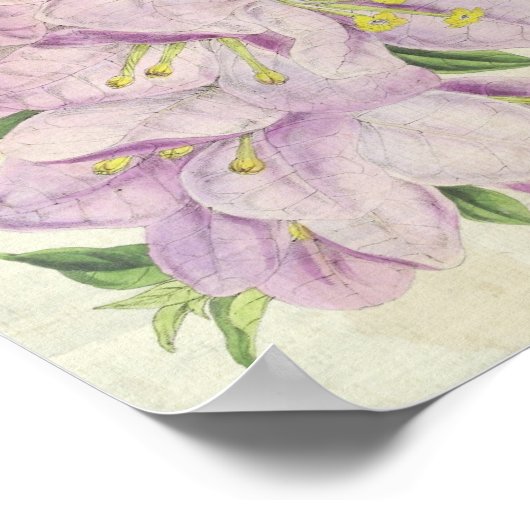  Botanische Showy Bougainvillea Poster (Hoek)