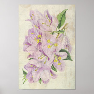 Botanische Showy Bougainvillea Poster