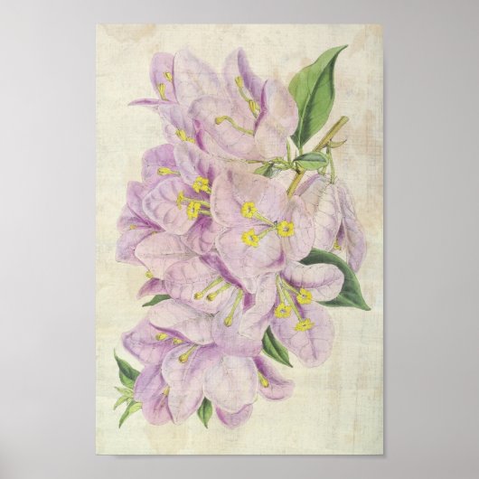  Botanische Showy Bougainvillea Poster (Voorkant)