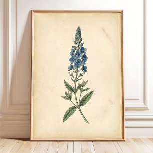 Botanische Speedwell Vintage Muurkunst Poster