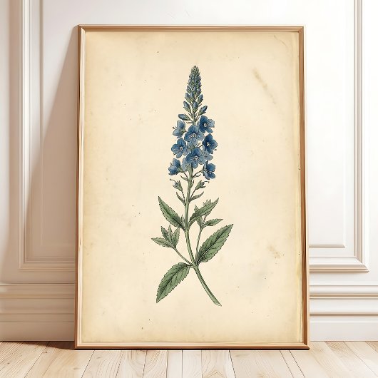 Botanische Speedwell Vintage Muurkunst Poster