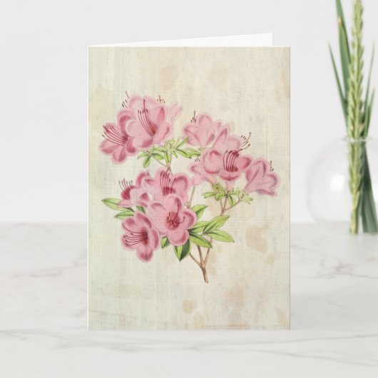 Botanische Standish's Hybrid Azalea Kaart (Voorkant)