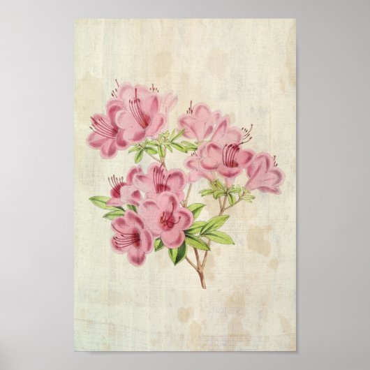 Botanische Standish's Hybrid Azalea Poster (Voorkant)