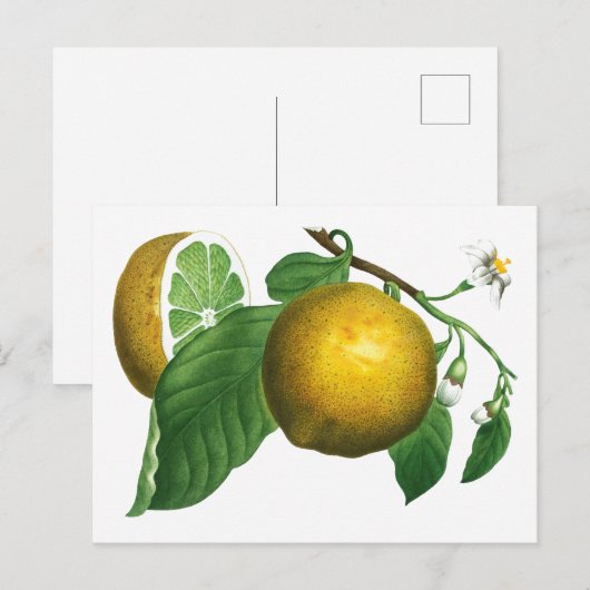 BOTANISCHE  STIJL LEMON BRANCH BRIEFKAART (Voorkant / Achterkant)