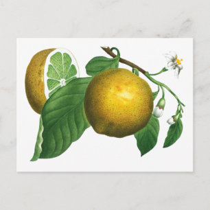 BOTANISCHE  STIJL LEMON BRANCH BRIEFKAART