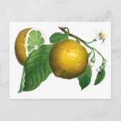BOTANISCHE  STIJL LEMON BRANCH BRIEFKAART (Voorkant)