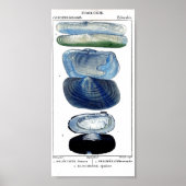  botanische strandkunst poster (Voorkant)