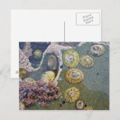 botanische strandschelpen briefkaart (Voorkant / Achterkant)