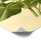 botanische studie Ivy verliet Geranium Illust Poster (Hoek)