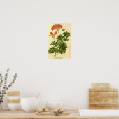 botanische studie Ivy verliet Geranium Illust Poster (Keuken)