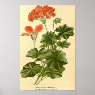  botanische studie Ivy verliet Geranium Illust Poster