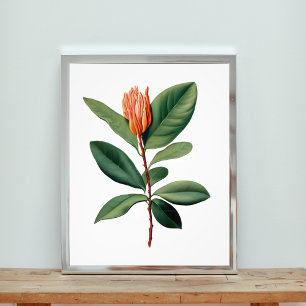 Botanische studie van een Oranje bloem Foto Afdruk