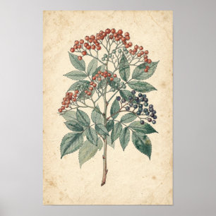 Botanische studie van vliertak poster