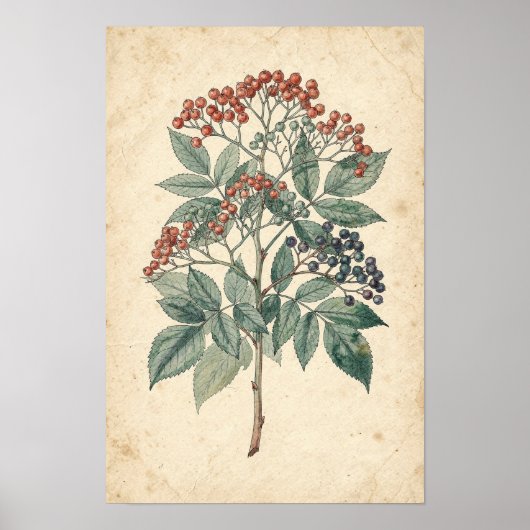 Botanische studie van vliertak poster (Voorkant)