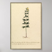 Botanische studieposter poster (Voorkant)