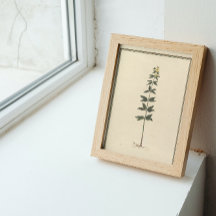 Botanische studieposter