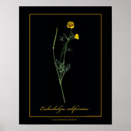 Botanische tekenafdrukken in Californië Poster