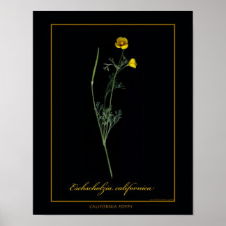 Botanische tekenafdrukken in Californië Poster