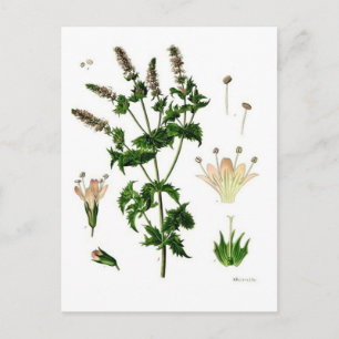 Botanische tekening van groene munt briefkaart