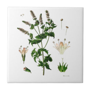 Botanische tekening van groene munt tegeltje