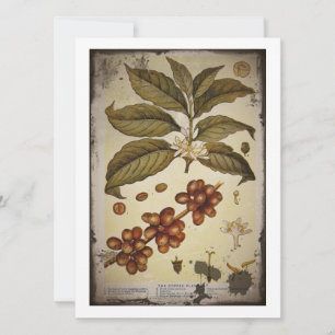 Botanische tekening van koffie-Plant