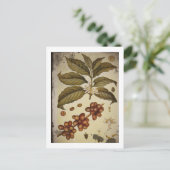 Botanische tekening van koffie-Plant Briefkaart (Staand voorkant)