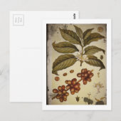 Botanische tekening van koffie-Plant Briefkaart (Voorkant / Achterkant)