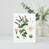 Botanische tekening van Spearmint Briefkaart (Staand voorkant)