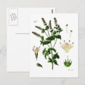 Botanische tekening van Spearmint Briefkaart (Voorkant / Achterkant)