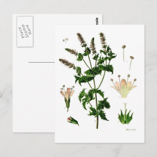 Botanische tekening van Spearmint Briefkaart (Voorkant / Achterkant)
