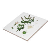 Botanische tekening van Spearmint Tegeltje (Zijkant)