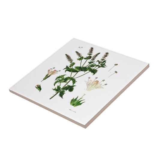 Botanische tekening van Spearmint Tegeltje (Zijkant)