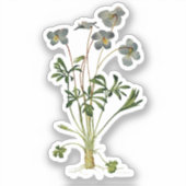 Botanische tekening van viooltje - vintage  sticker (Voorkant)