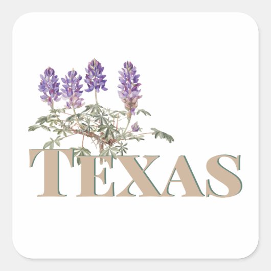 Botanische Texas Bluebonnet 2 Vierkante Sticker (Voorkant)