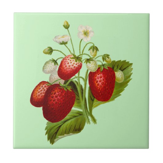 Botanische Tuin Aardbei Tegeltje (Voorkant)