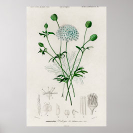 Botanische Tuin Blauwe Wilde Bloem Illustratie Poster