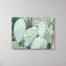 Botanische Tuin Cactus
