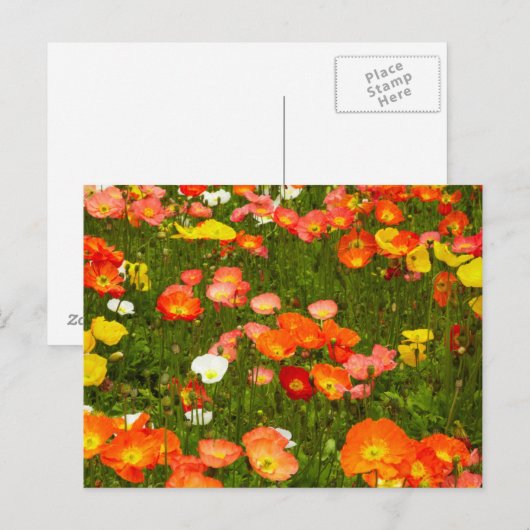 Botanische tuinen briefkaart (Voorkant / Achterkant)