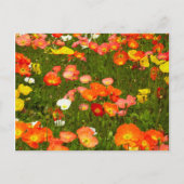 Botanische tuinen briefkaart (Voorkant)