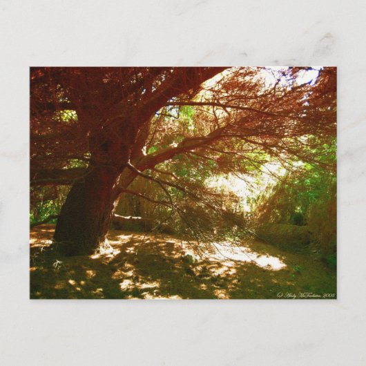 Botanische tuinen briefkaart (Voorkant)