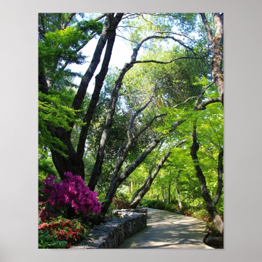 Botanische tuinen, pad, mannetjesbomen poster (Voorkant)