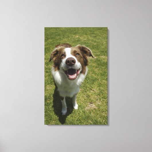 Botanische tuinen, Sydney, New South Wales, 2 Canvas Afdruk (Voorkant)